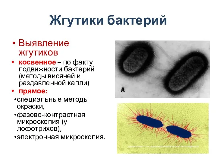 Жгутики бактерий Выявление жгутиков косвенное – по факту подвижности бактерий (методы висячей