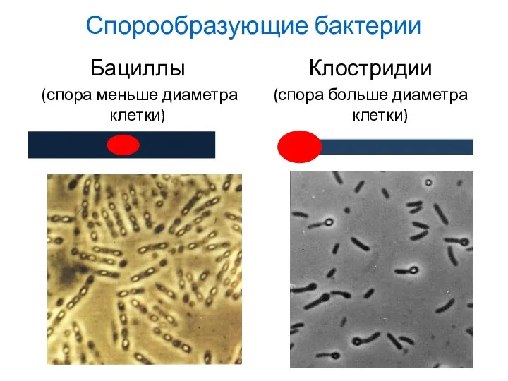 Спорообразующие бактерии Бациллы (спора меньше диаметра клетки) Клостридии (спора больше диаметра клетки)