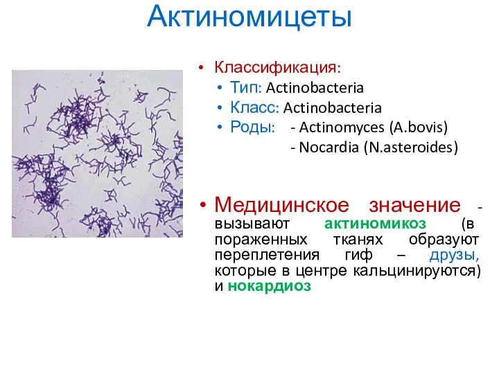 Актиномицеты Классификация: Тип: Actinobacteria Класс: Actinobacteria Роды: - Actinomyces (A.bovis) - Nocardia