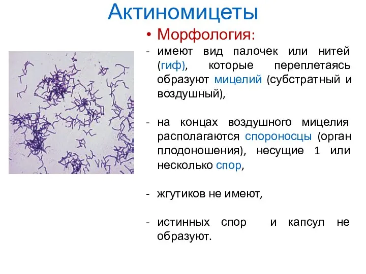 Актиномицеты Морфология: имеют вид палочек или нитей (гиф), которые переплетаясь образуют мицелий