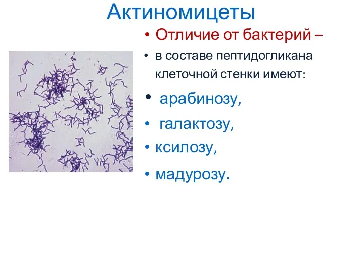 Актиномицеты Отличие от бактерий – в составе пептидогликана клеточной стенки имеют: арабинозу, галактозу, ксилозу, мадурозу.