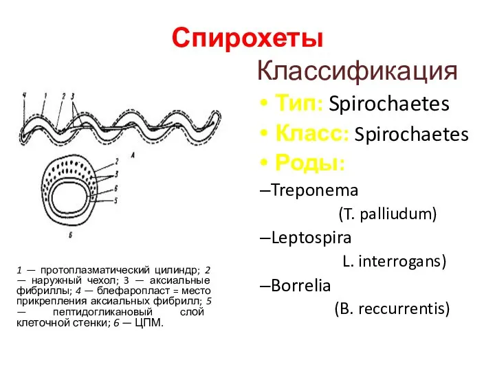 Спирохеты Классификация Тип: Spirochaetes Класс: Spirochaetes Роды: Treponema (T. palliudum) Leptospira L.
