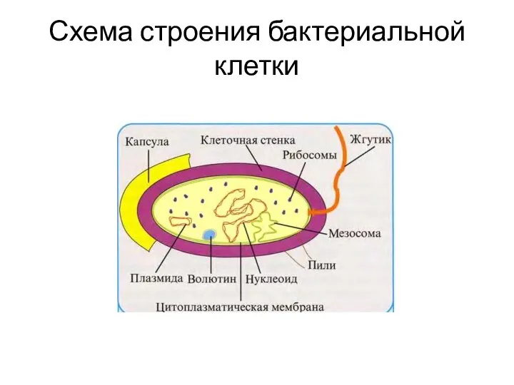 Схема строения бактериальной клетки