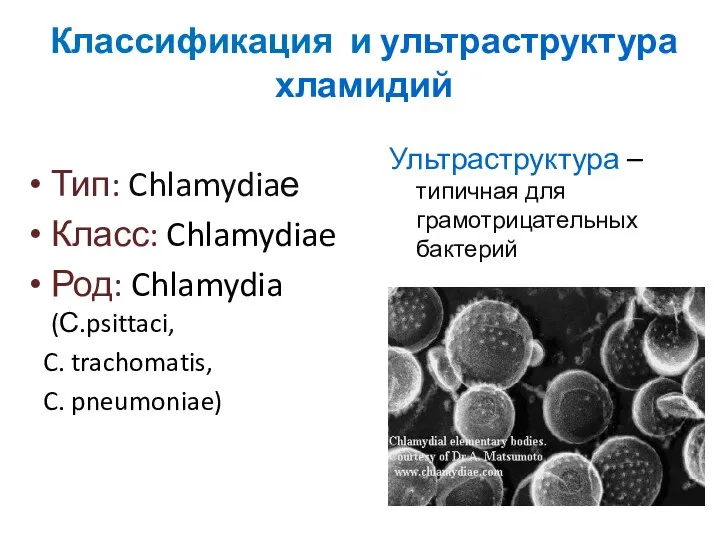 Классификация и ультраструктура хламидий Тип: Chlamydiaе Класс: Chlamydiae Род: Chlamydia (С.psittaci, C.