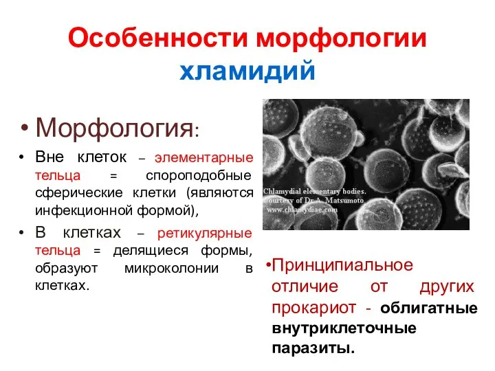 Особенности морфологии хламидий Морфология: Вне клеток – элементарные тельца = спороподобные сферические