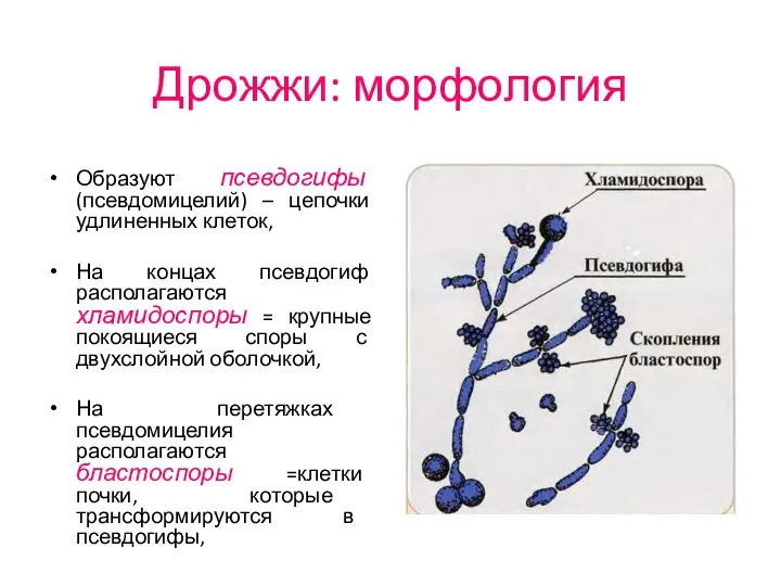 Дрожжи: морфология Образуют псевдогифы (псевдомицелий) – цепочки удлиненных клеток, На концах псевдогиф
