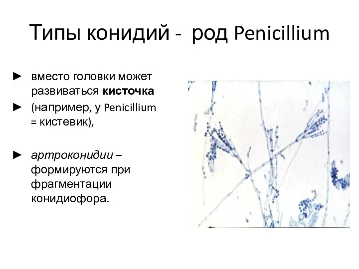 Типы конидий - род Penicillium вместо головки может развиваться кисточка (например, у