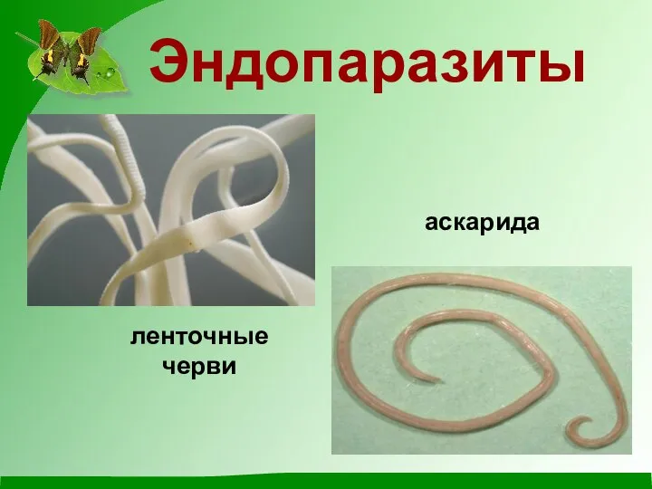 Эндопаразиты ленточные черви аскарида