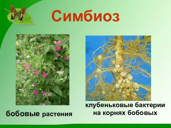 Симбиоз бобовые растения клубеньковые бактерии на корнях бобовых