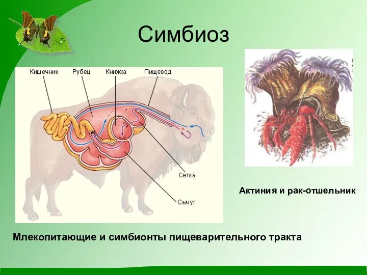 Симбиоз Млекопитающие и симбионты пищеварительного тракта Актиния и рак-отшельник