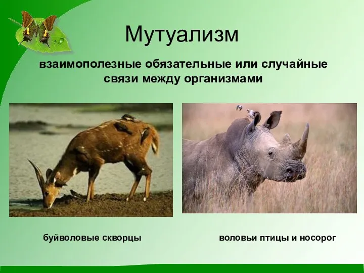 Мутуализм взаимополезные обязательные или случайные связи между организмами буйволовые скворцы воловьи птицы и носорог