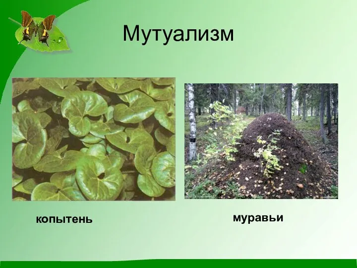 Мутуализм копытень муравьи