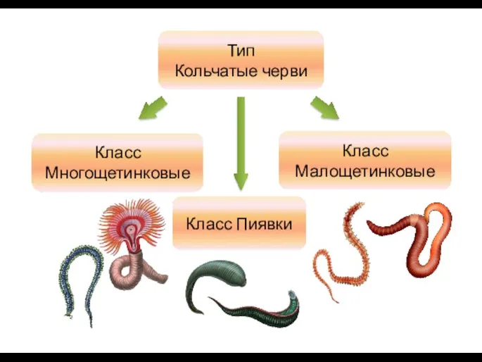 Тип Кольчатые черви Класс Многощетинковые Класс Малощетинковые Класс Пиявки