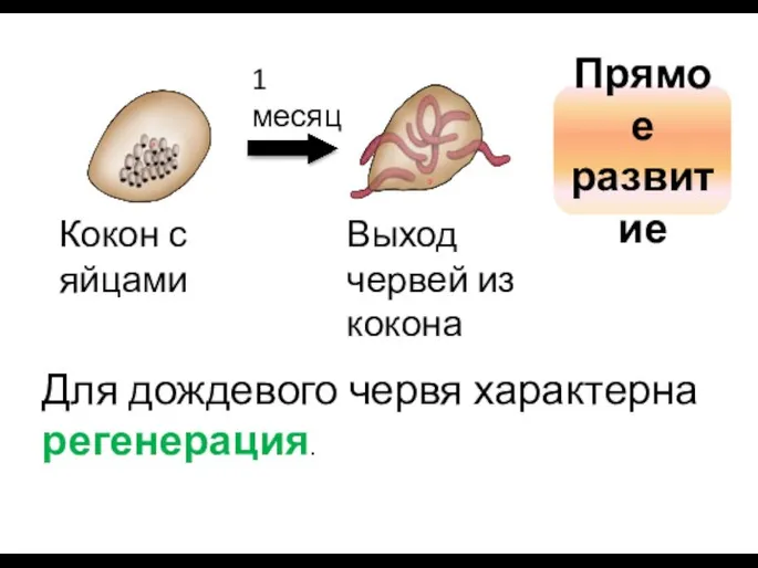 1 месяц Кокон с яйцами Выход червей из кокона Прямое развитие Для дождевого червя характерна регенерация.