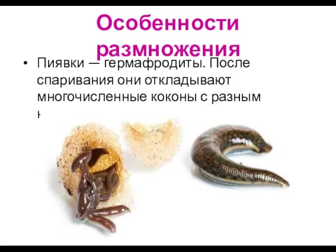 Особенности размножения Пиявки — гермафродиты. После спаривания они откладывают многочисленные коконы с разным количеством яиц.