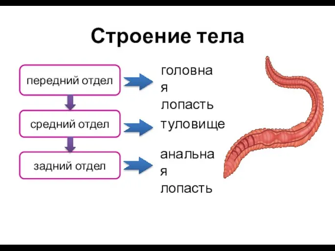 Строение тела передний отдел средний отдел задний отдел головная лопасть туловище анальная лопасть