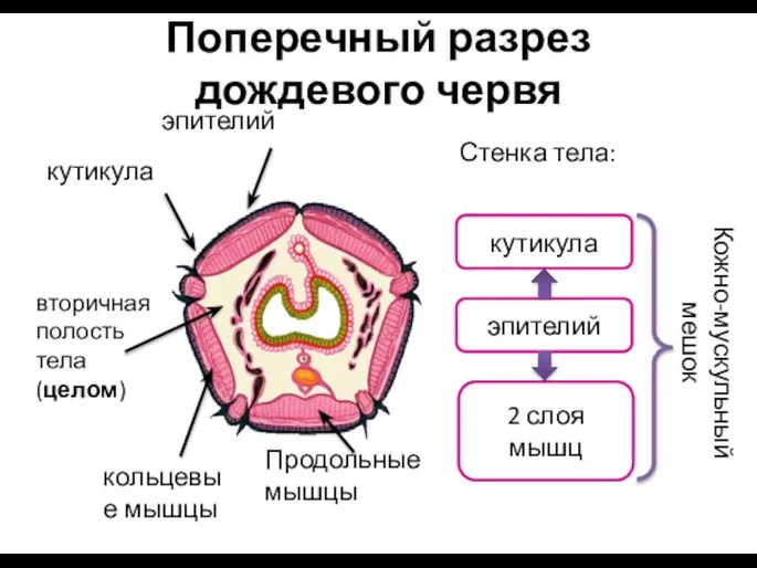 Поперечный разрез дождевого червя Стенка тела: кутикула эпителий 2 слоя мышц Кожно-мускульный