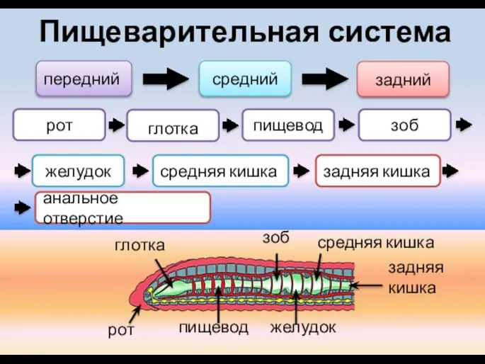 передний средний рот глотка пищевод зоб задний желудок Пищеварительная система средняя кишка