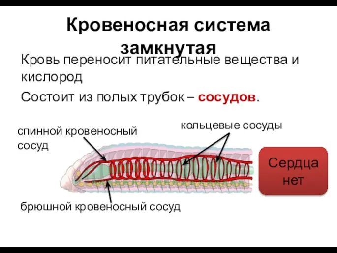 Кровеносная система замкнутая Кровь переносит питательные вещества и кислород Состоит из полых