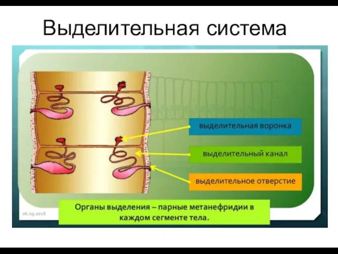 Выделительная система