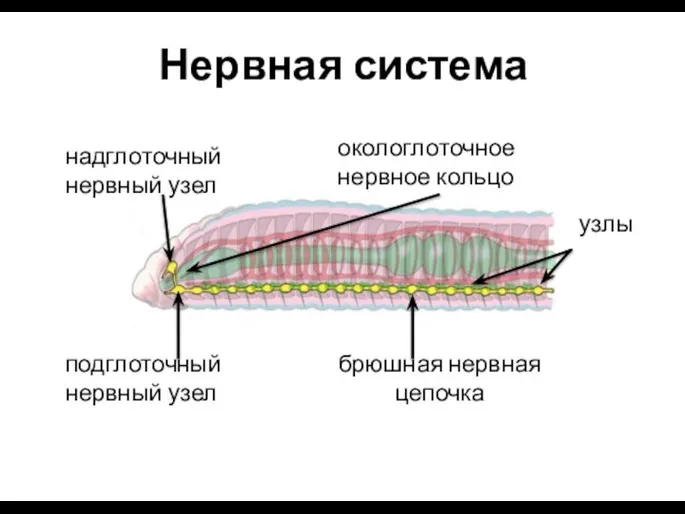 Нервная система надглоточный нервный узел подглоточный нервный узел брюшная нервная цепочка окологлоточное нервное кольцо узлы