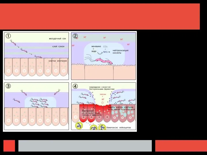 1. H. pylori проникает через слой слизи в желудке хозяина и прикрепляется