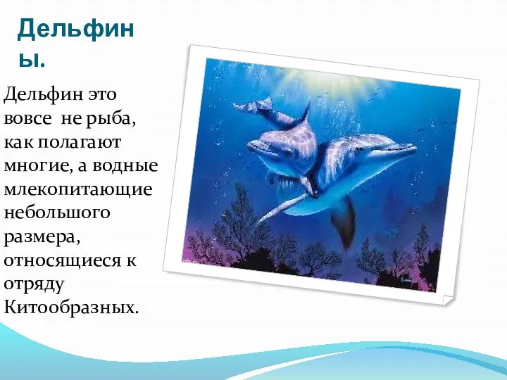 Дельфины. Дельфин это вовсе не рыба, как полагают многие, а водные млекопитающие