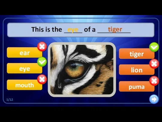 lion This is the _____ of a _________ eye ear mouth tiger puma eye tiger 1/12