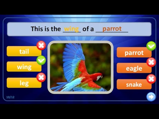 eagle This is the _____ of a _________ wing tail leg parrot snake wing parrot 10/12