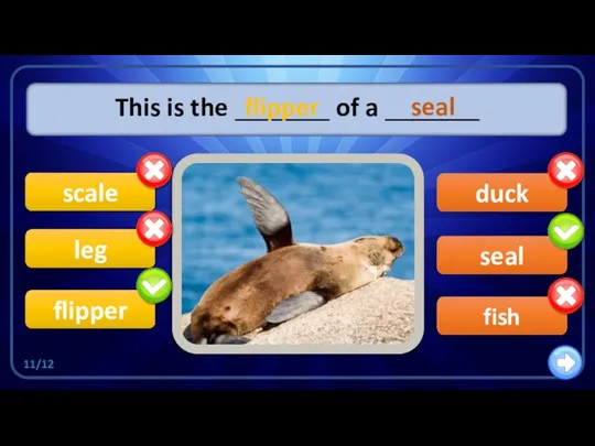 seal duck This is the _______ of a _______ flipper scale leg fish flipper seal 11/12