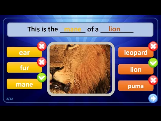 lion leopard This is the _______ of a _________ mane ear fur puma mane lion 2/12