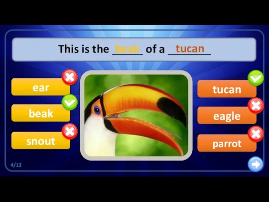 eagle This is the _____ of a _______ beak ear snout tucan parrot beak tucan 4/12
