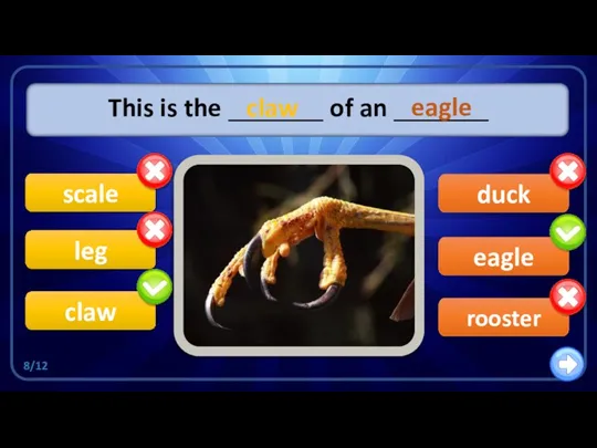 eagle duck This is the _______ of an _______ claw scale leg rooster claw eagle 8/12