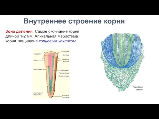 Зона деления. Самое окончание корня длиной 1-2 мм. Апикальная меристема корня защищена