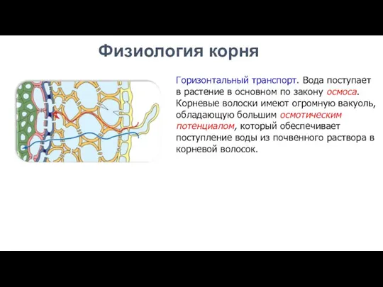 Горизонтальный транспорт. Вода поступает в растение в основном по закону осмоса. Корневые