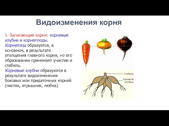 1. Запасающие корни: корневые клубни и корнеплоды. Корнеплод образуется, в основном, в