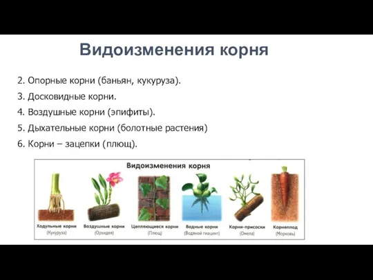 2. Опорные корни (баньян, кукуруза). 3. Досковидные корни. 4. Воздушные корни (эпифиты).