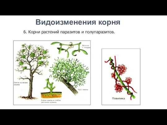 6. Корни растений паразитов и полупаразитов. Видоизменения корня