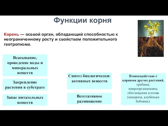 Функции корня Всасывание, проведение воды и минеральных веществ Запас питательных веществ Вегетативное