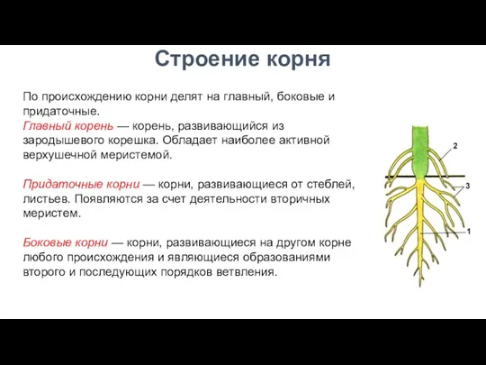 По происхождению корни делят на главный, боковые и придаточные. Главный корень —