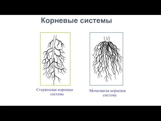 Типы корневых систем Стержневая корневая система Мочковатая корневая система Корневые системы