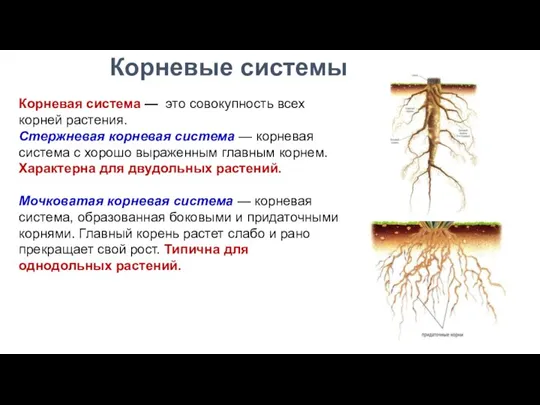 Корневая система — это совокупность всех корней растения. Стержневая корневая система —