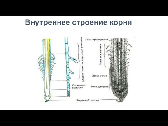 Внутреннее строение корня