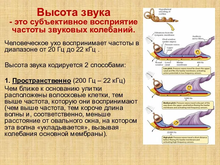 Высота звука - это субъективное восприятие частоты звуковых колебаний. Человеческое ухо воспринимает