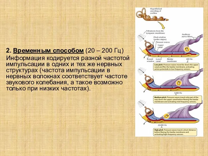 2. Временным способом (20 – 200 Гц) Информация кодируется разной частотой импульсации