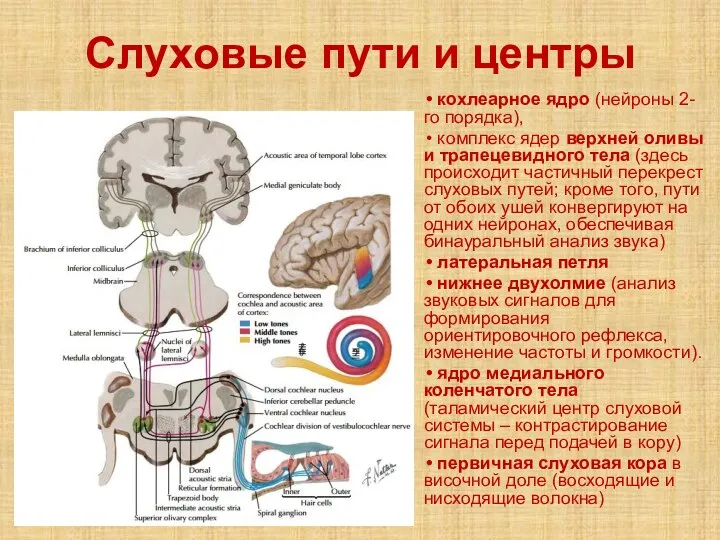 Слуховые пути и центры кохлеарное ядро (нейроны 2-го порядка), комплекс ядер верхней