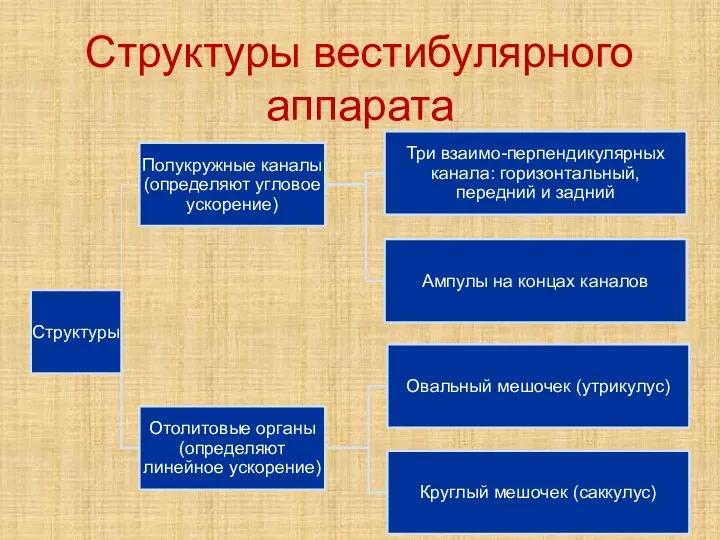 Структуры вестибулярного аппарата