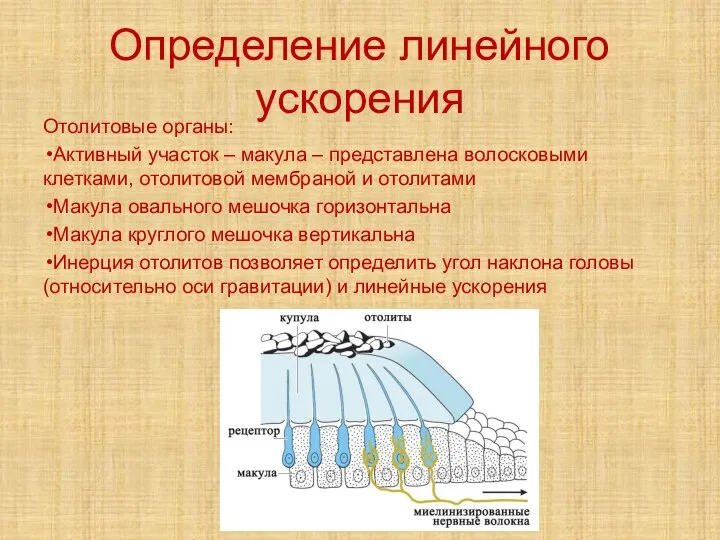 Определение линейного ускорения Отолитовые органы: Активный участок – макула – представлена волосковыми