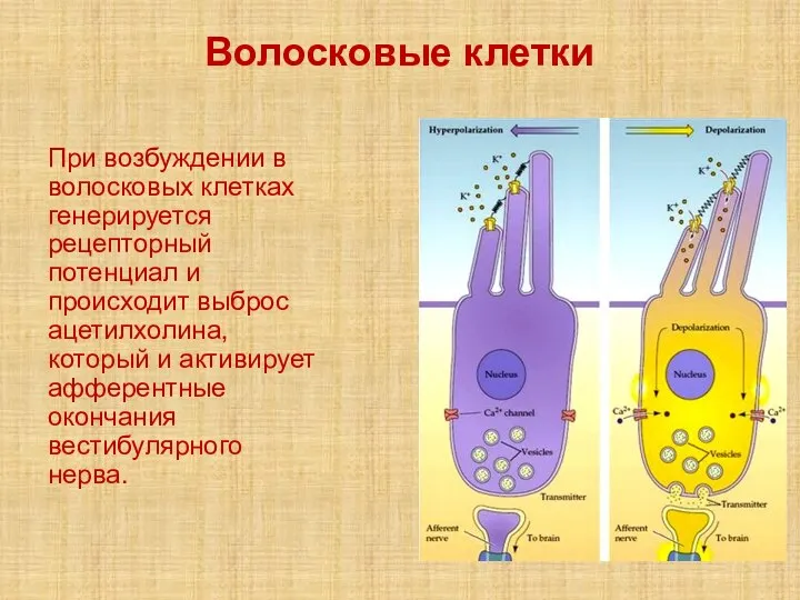 Волосковые клетки При возбуждении в волосковых клетках генерируется рецепторный потенциал и происходит