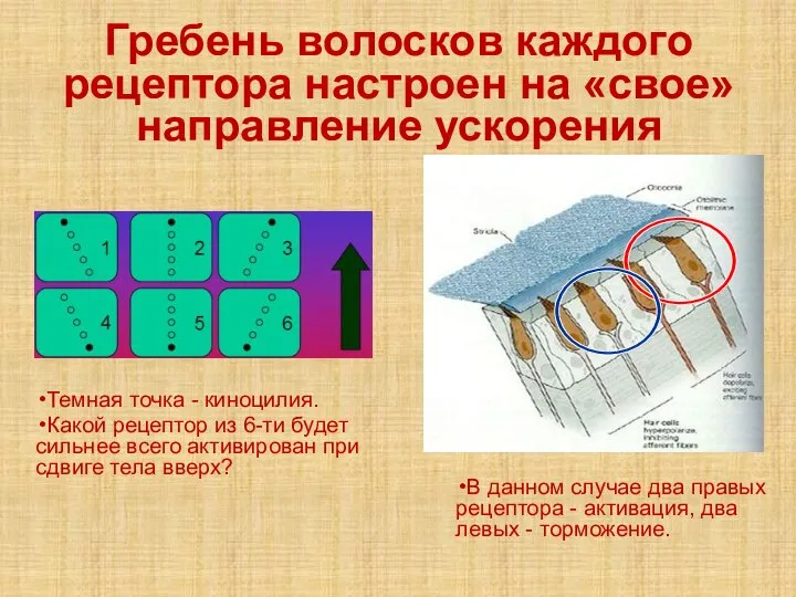 Гребень волосков каждого рецептора настроен на «свое» направление ускорения Темная точка -